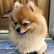 March Pom
