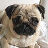 Dogs